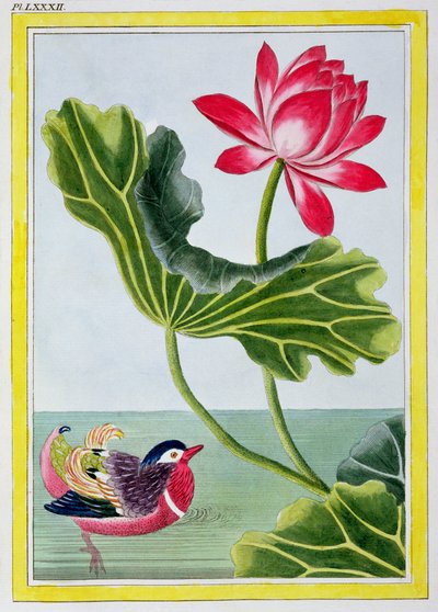 Chinesische rote Seerose, Band I, Tafel 82, aus 